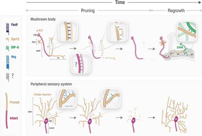 Spatiotemporal Control of Neuronal Remodeling by Cell Adhesion Molecules: Insights From Drosophila